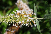 - Buddleia davidii 'White Ball' Butterflybush - Mr Maple │ Buy Japanese Maple Trees