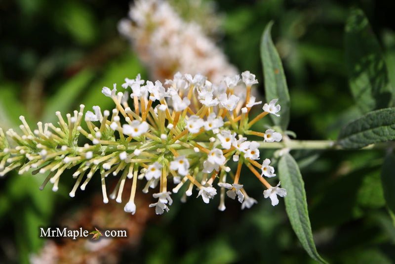- Buddleia davidii 'White Ball' Butterflybush - Mr Maple │ Buy Japanese Maple Trees