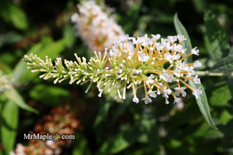 - Buddleia davidii 'White Ball' Butterflybush - Mr Maple │ Buy Japanese Maple Trees