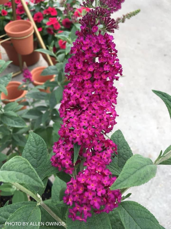 - Buddleia x 'Miss Molly' Purple Red Butterflybush - Mr Maple │ Buy Japanese Maple Trees