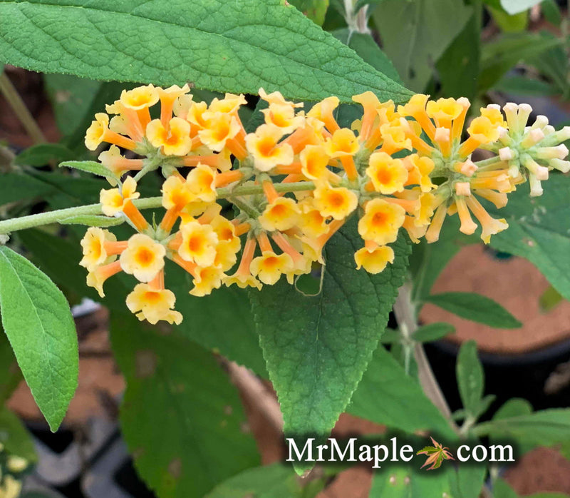- Buddleia x weyeriana 'Honeycomb' Yellow Butterflybush - Mr Maple │ Buy Japanese Maple Trees