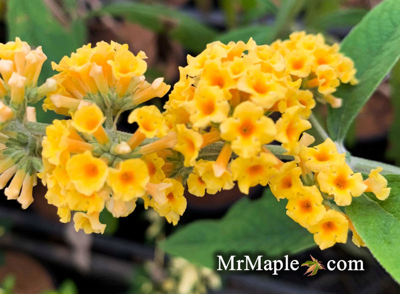 - Buddleia x weyeriana 'Honeycomb' Yellow Butterflybush - Mr Maple │ Buy Japanese Maple Trees