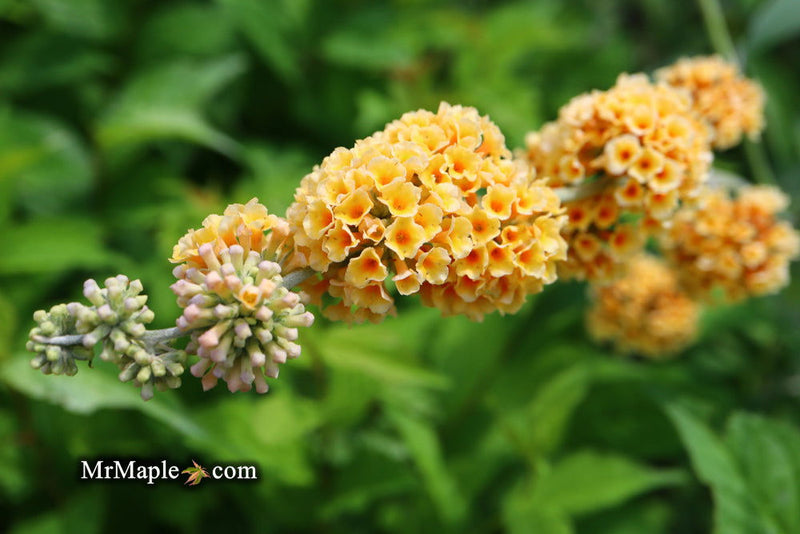 - Buddleia x weyeriana 'Honeycomb' Yellow Butterflybush - Mr Maple │ Buy Japanese Maple Trees