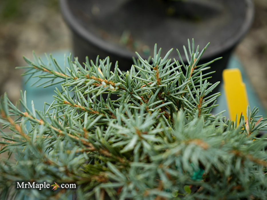 Tsuga mertensiana 'Bump's Blue' Dwarf Mountain Hemlock