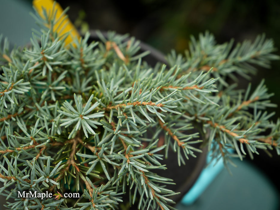 Tsuga mertensiana 'Bump's Blue' Dwarf Mountain Hemlock