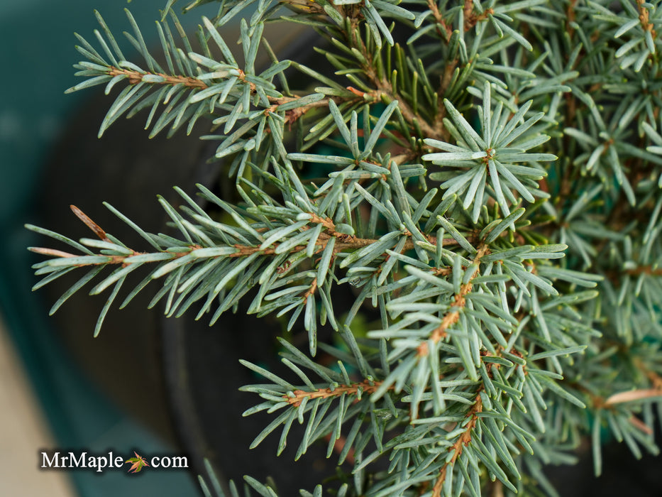 Tsuga mertensiana 'Bump's Blue' Dwarf Mountain Hemlock