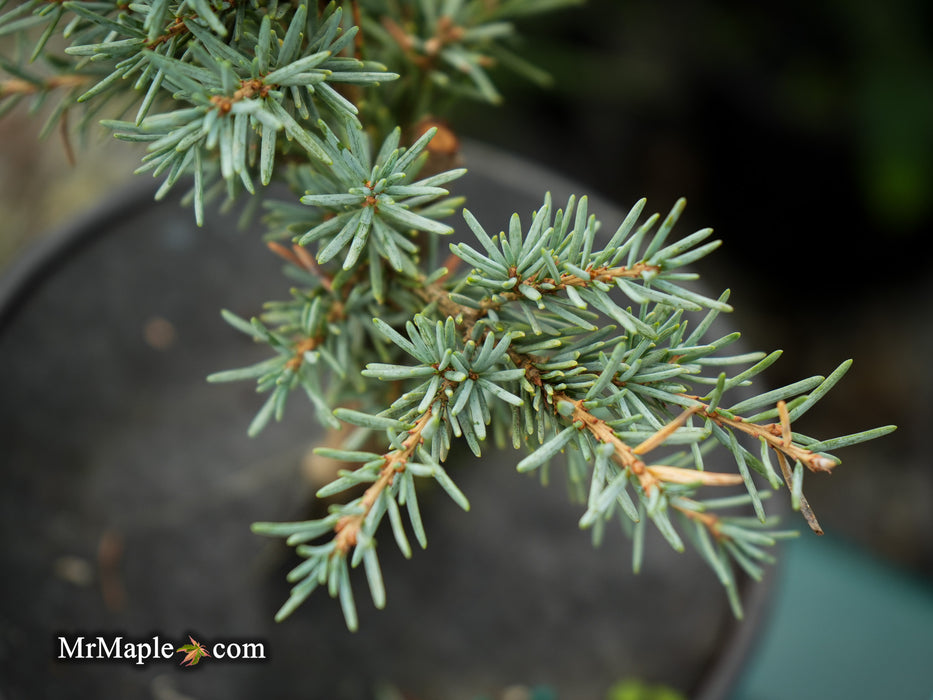 Tsuga mertensiana 'Bump's Blue' Dwarf Mountain Hemlock