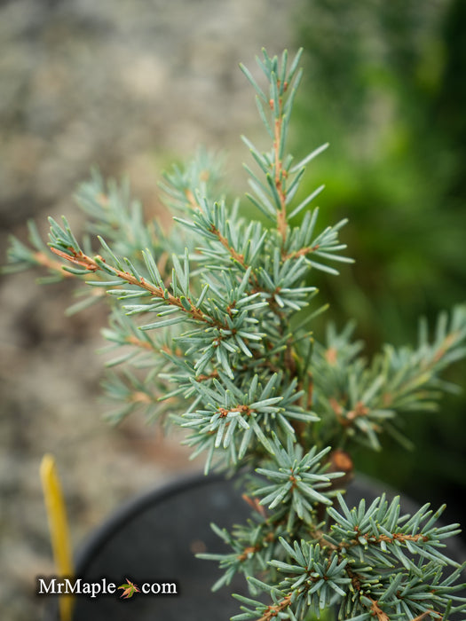 Tsuga mertensiana 'Bump's Blue' Dwarf Mountain Hemlock