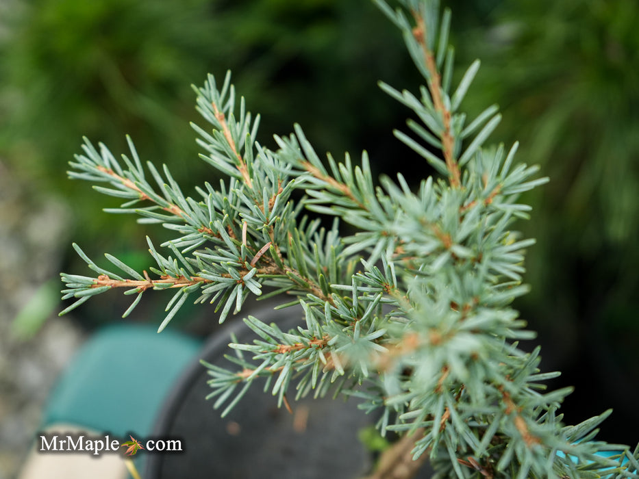 Tsuga mertensiana 'Bump's Blue' Dwarf Mountain Hemlock