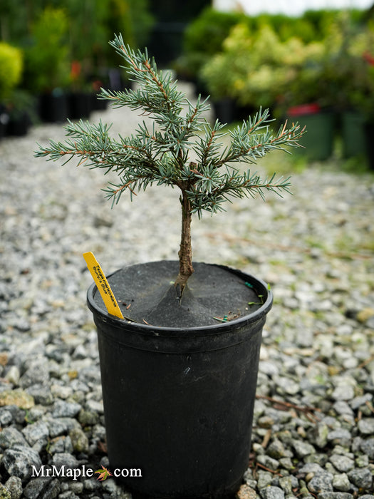 Tsuga mertensiana 'Bump's Blue' Dwarf Mountain Hemlock