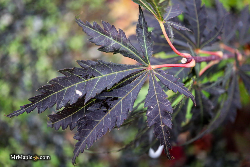 Acer palmatum 'Burgundy Lime' Japanese Maple