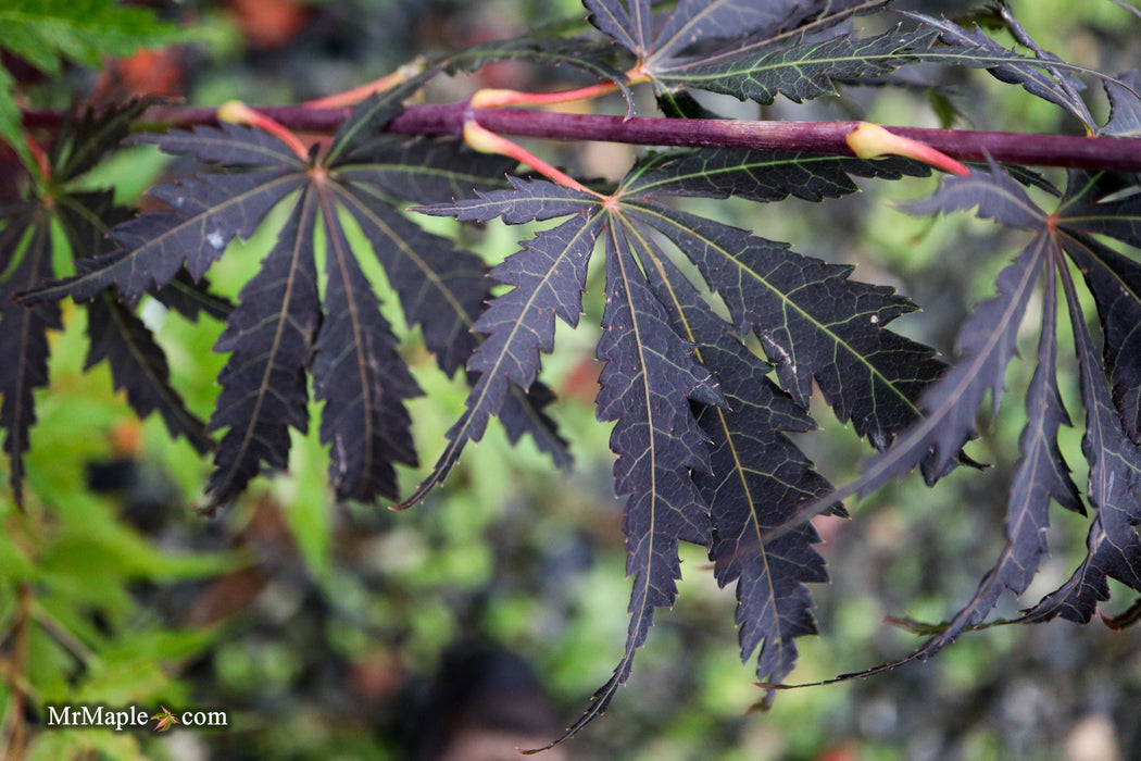 Acer palmatum 'Burgundy Lime' Japanese Maple