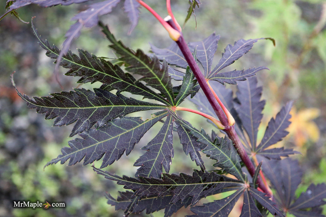 Acer palmatum 'Burgundy Lime' Japanese Maple