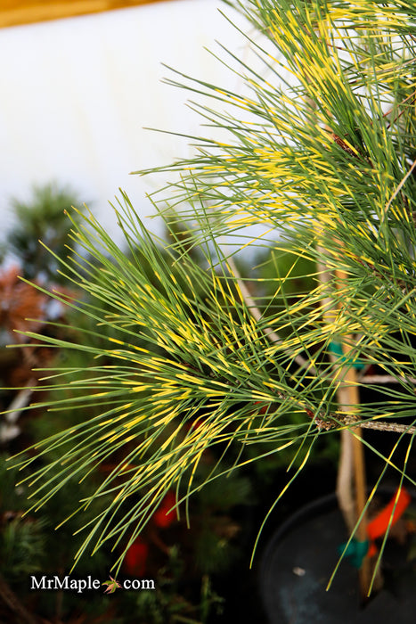 Pinus densiflora 'Burke's Red Variegated' Japanese Red Pine