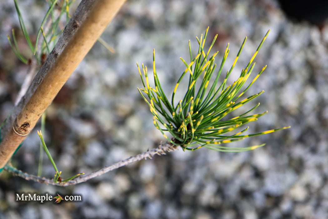 Pinus densiflora 'Burke's Red Variegated' Japanese Red Pine