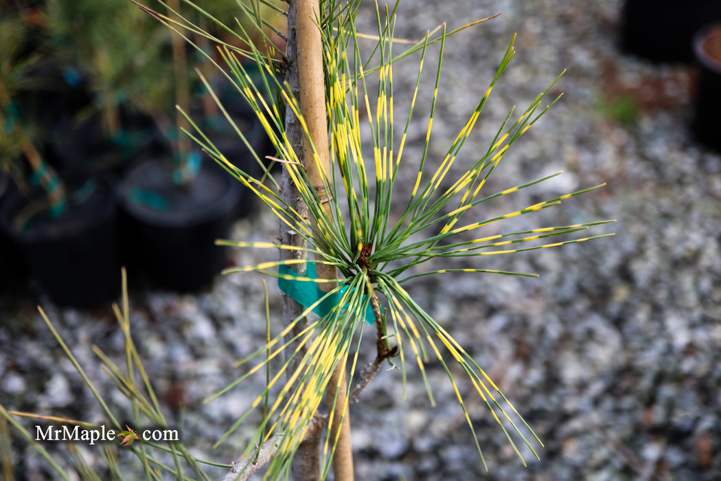 Pinus densiflora 'Burke's Red Variegated' Japanese Red Pine