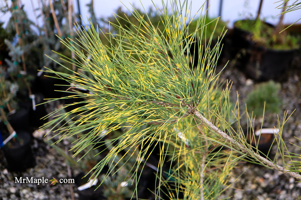 Pinus densiflora 'Burke's Red Variegated' Japanese Red Pine