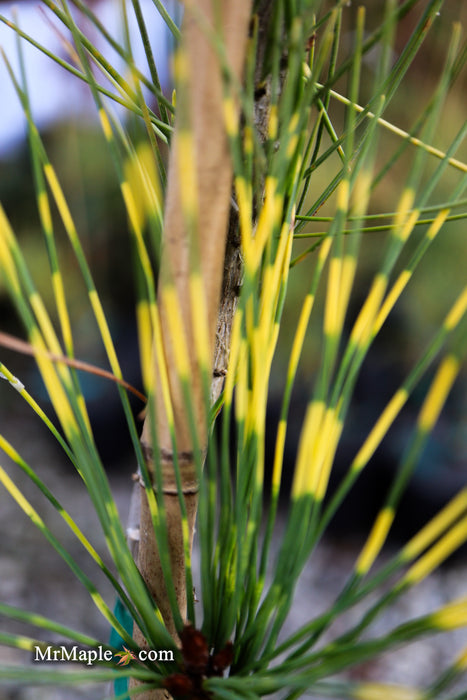 Pinus densiflora 'Burke's Red Variegated' Japanese Red Pine