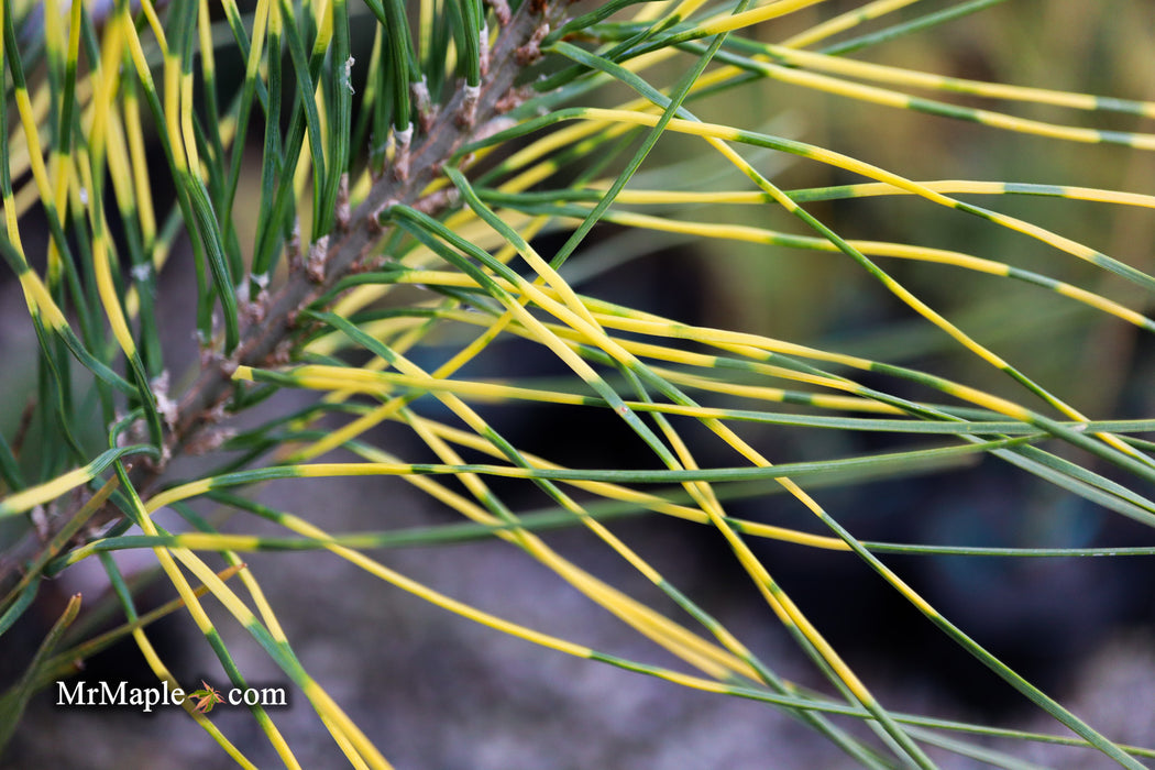 Pinus densiflora 'Burke's Red Variegated' Japanese Red Pine