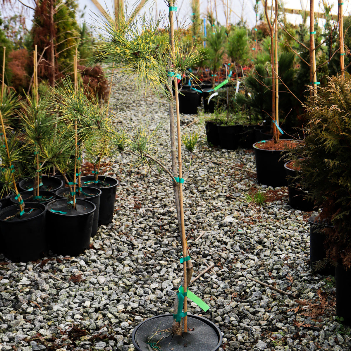 Burke_sRedVariegated_-01062025