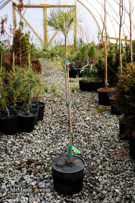 Pinus densiflora 'Burke's Red Variegated' Japanese Red Pine