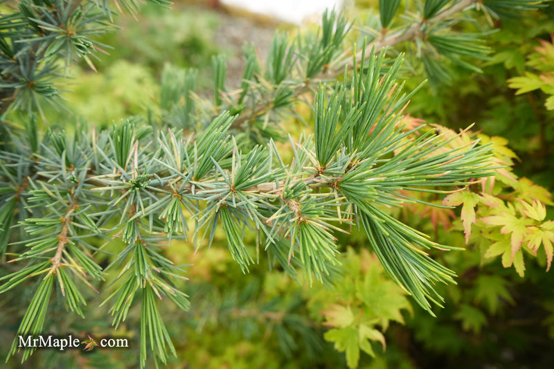 Cedrus deodara 'Bush's Electra' Electra Blue Narrow Deodara Cedar