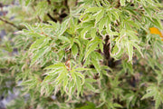- FOR PICK UP ONLY | Acer palmatum 'Butterfly' Japanese Maple | DOES NOT SHIP - Mr Maple │ Buy Japanese Maple Trees