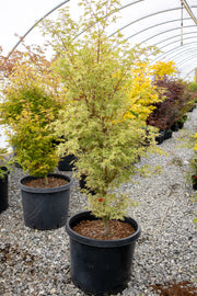 - FOR PICK UP ONLY | Acer palmatum 'Butterfly' Japanese Maple | DOES NOT SHIP - Mr Maple │ Buy Japanese Maple Trees