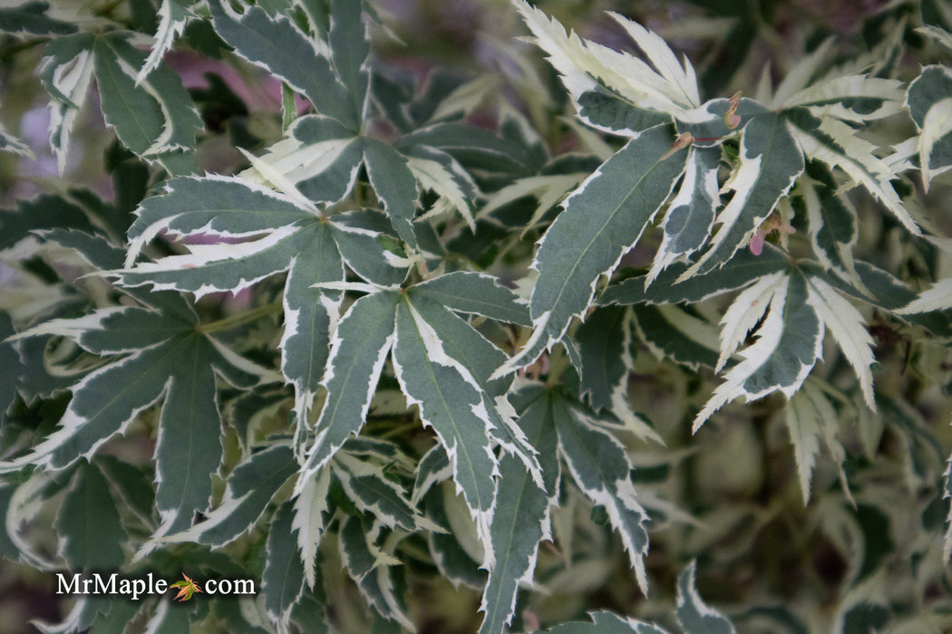 - Acer palmatum 'Butterfly' Japanese Maple - Mr Maple │ Buy Japanese Maple Trees