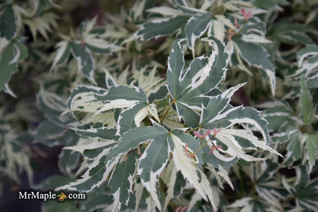 '- Acer palmatum 'Butterfly' Japanese Maple - Mr Maple │ Buy Japanese Maple Trees