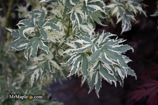 '- Acer palmatum 'Butterfly' Japanese Maple - Mr Maple │ Buy Japanese Maple Trees