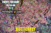 - FOR PICK UP ONLY | Acer palmatum 'Butterfly' Japanese Maple | DOES NOT SHIP - Mr Maple │ Buy Japanese Maple Trees