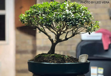 - Buxus microphylla 'Morris Midget' Dwarf Boxwood - Mr Maple │ Buy Japanese Maple Trees