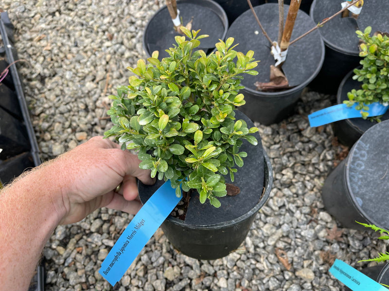 - Buxus microphylla 'Morris Midget' Dwarf Boxwood - Mr Maple │ Buy Japanese Maple Trees