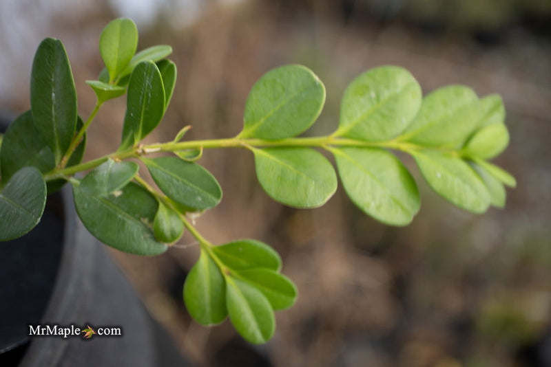 - Buxus microphylla var japonica 'Unraveled' Dwarf Weeping Boxwood - Mr Maple │ Buy Japanese Maple Trees