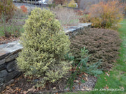 - Buxus sempervirens 'Aureovariegata' Variegated Boxwood - Mr Maple │ Buy Japanese Maple Trees