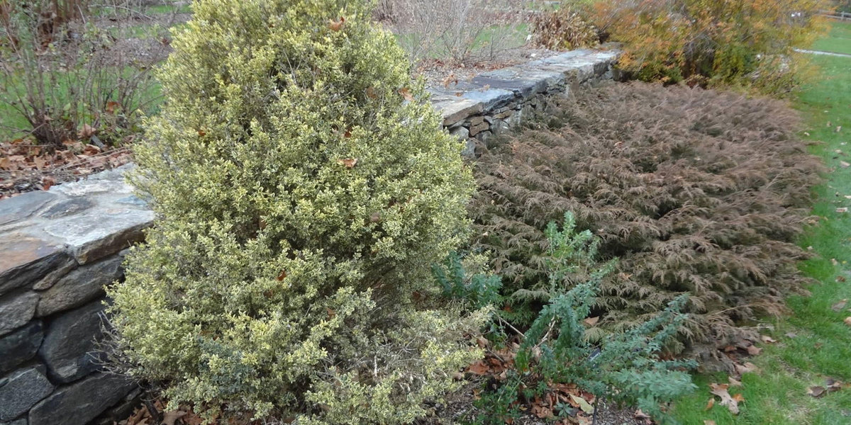 Variegated Boxwood Tree
