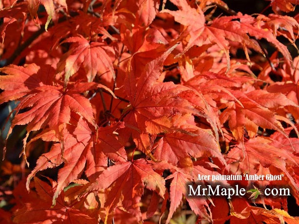 - FOR PICK UP ONLY | Acer palmatum 'Amber Ghost' Japanese Maple | DOES NOT SHIP - Mr Maple │ Buy Japanese Maple Trees
