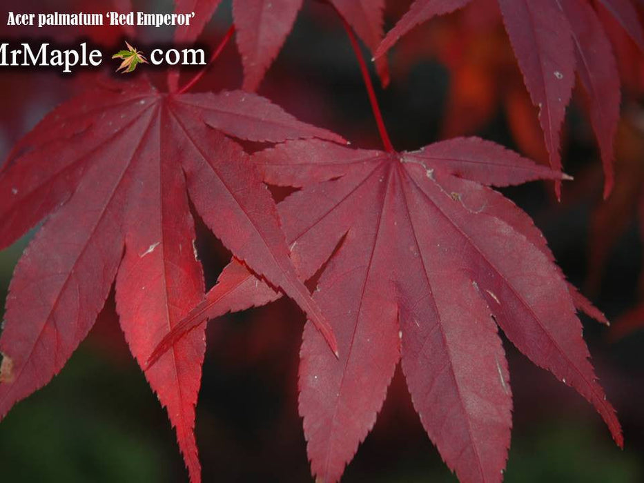 FOR PICK UP ONLY | Acer palmatum 'Emperor 1' Japanese Maple Tree | DOES NOT SHIP