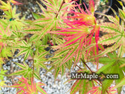- FOR PICKUP ONLY | Acer palmatum 'Ikandi' Japanese Maple| DOES NOT SHIP - Mr Maple │ Buy Japanese Maple Trees