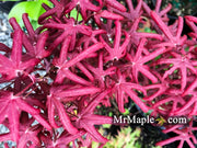 - FOR PICK UP ONLY | Acer palmatum 'Peve Starfish' Japanese Maple | DOES NOT SHIP - Mr Maple │ Buy Japanese Maple Trees