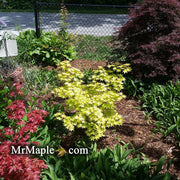 - FOR PICK UP ONLY | Acer palmatum 'Summer Gold' Japanese Maple | DOES NOT SHIP - Mr Maple │ Buy Japanese Maple Trees