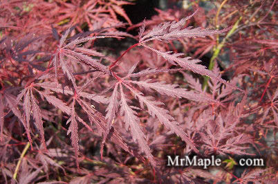 FOR PICKUP ONLY | Acer palmatum 'Tamukeyama' Weeping Red Japanese Maple | DOES NOT SHIP