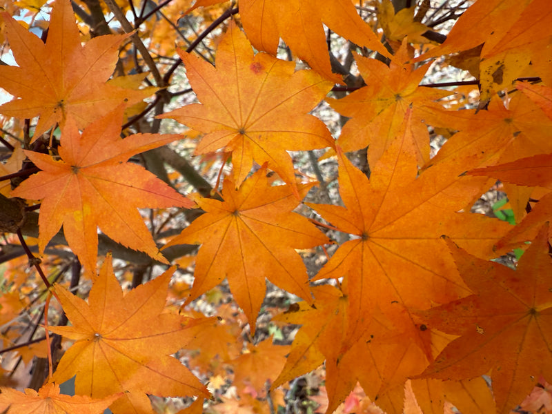 Acer robustum Rare Chinese Maple