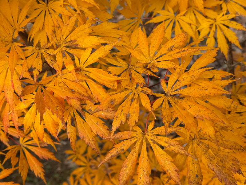 Acer shirasawanum 'Bronze Age' Bronze Full Moon Japanese Maple