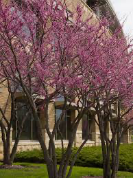 Cercis canadensis 'Hearts Desire' Redbud