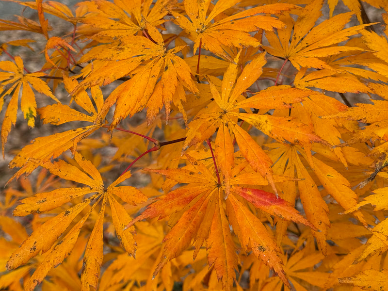 Acer shirasawanum 'Bronze Age' Bronze Full Moon Japanese Maple