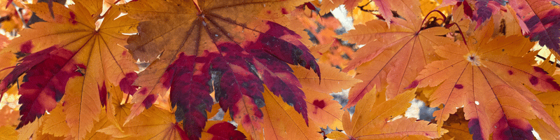 Acer japonicum 'Vitifolium' Large Leaf Full Moon Japanese Maple