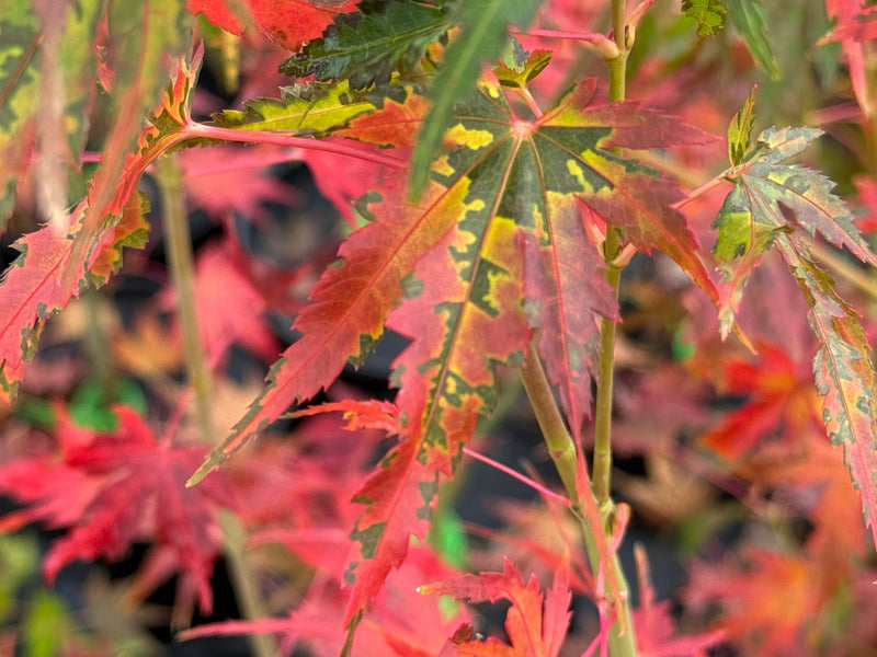 Acer palmatum ‘Elena Melodi’ Japanese Maple