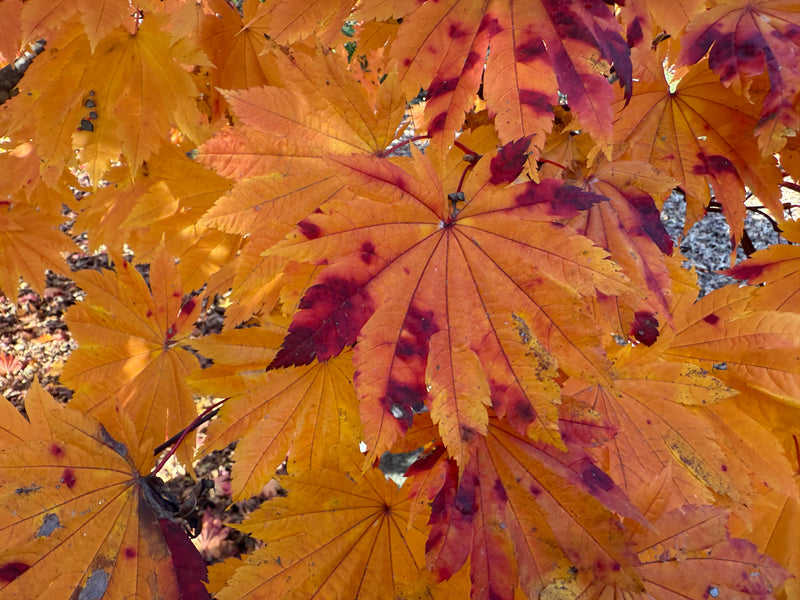 Acer japonicum 'Vitifolium' Large Leaf Full Moon Japanese Maple